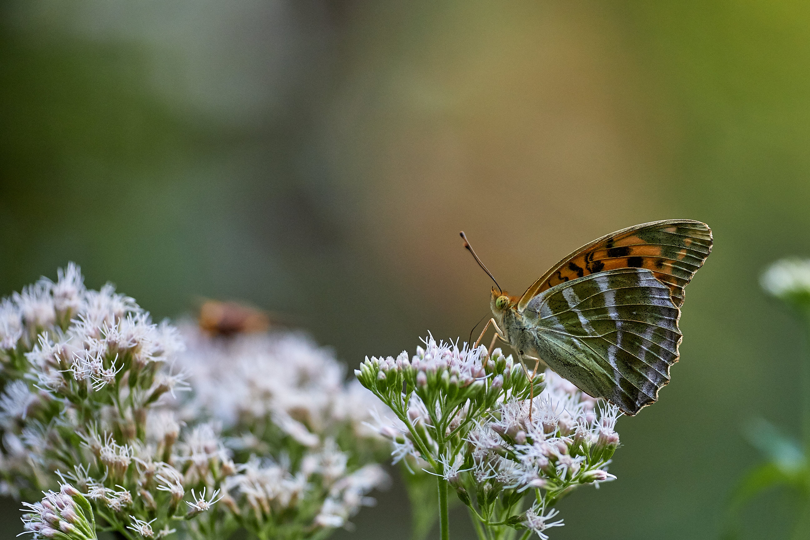 Argynnis paphia   Kaisermantel   0050